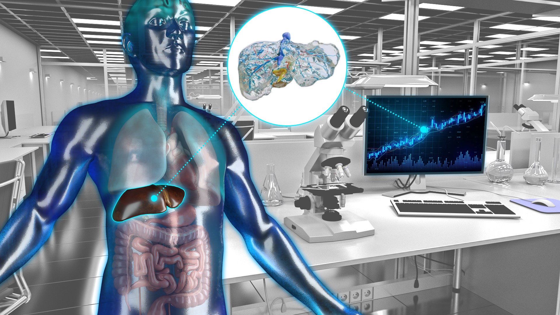 3D-Darstellung VIVATOP: Darstellung menschlicher Körper mit 3D-Lebermodell für 3D-Druck